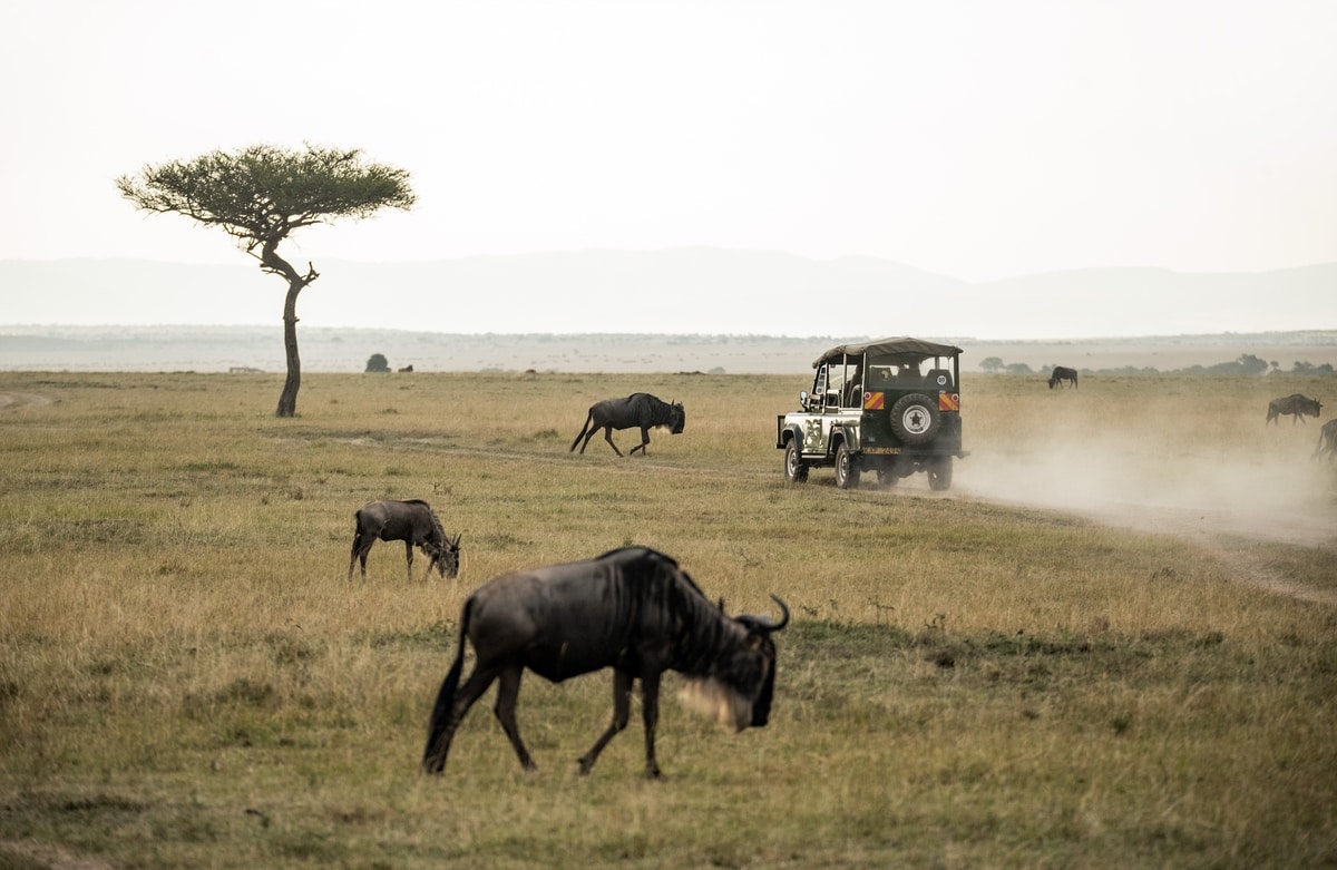 namibia safari im juni